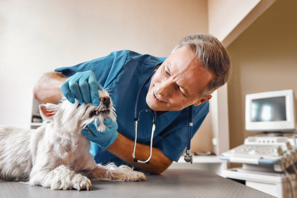 Best Emergency Dental Care for Broken or Chipped Teeth in Shepherd, TX